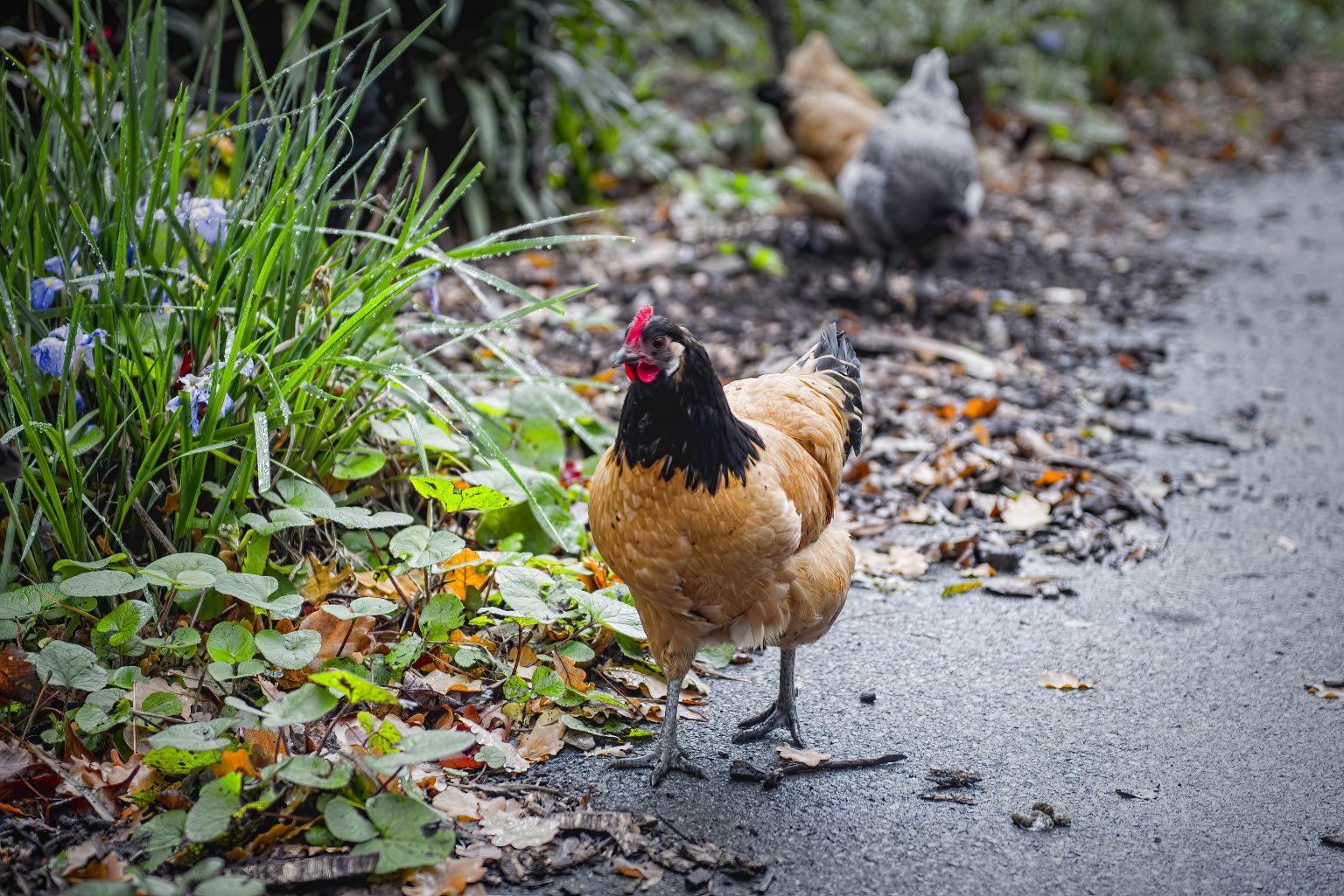 How Permaculture Chickens Improve Sustainability Backyard Poultry
